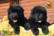 01_Puppies_Uragan_Beluchchi_GEROY_GLAVNYY_BL_LH