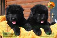 02_Puppies_Uragan_Beluchchi_GEROY_GLAVNYY_BL_LH
