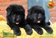 03_Puppies_Uragan_Beluchchi_GEROY_GLAVNYY_BL_LH