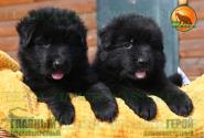 04_Puppies_Uragan_Beluchchi_GEROY_GLAVNYY_BL_LH