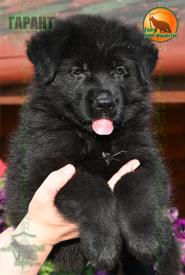 05_Puppies_Uragan_Beluchchi_GARANT_BL_SH