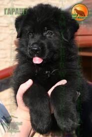 06_Puppies_Uragan_Beluchchi_GARANT_BL_SH