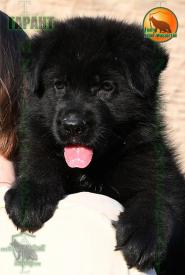07_Puppies_Uragan_Beluchchi_GARANT_BL_SH