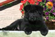 08_Puppies_Uragan_Beluchchi_GARANT_BL_SH
