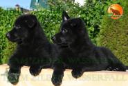 09_Puppies_Uragan_Beluchchi_GRATA_GELA_BL_SH