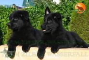 10_Puppies_Uragan_Beluchchi_GRATA_GELA_BL_SH