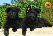 11_Puppies_Uragan_Beluchchi_GRATA_GELA_BL_SH
