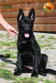 13_Puppies_Uragan_Beluchchi_GELA_BL_SH