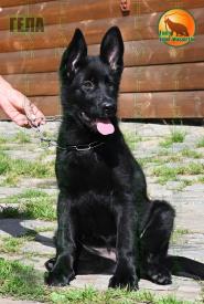 14_Puppies_Uragan_Beluchchi_GELA_BL_SH