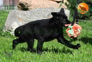 15_Puppies_Uragan_Beluchchi_GELA_BL_SH