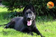 16_Puppies_Uragan_Beluchchi_GELA_BL_SH
