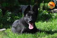 17_Puppies_Uragan_Beluchchi_GELA_BL_SH