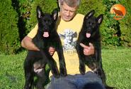 19_Puppies_Uragan_Beluchchi_GRATA_GELA_BL_SH