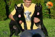 20_Puppies_Uragan_Beluchchi_GRATA_GELA_BL_SH