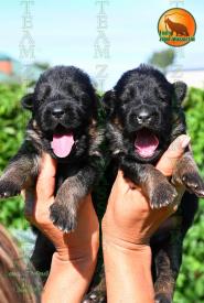 01_Puppoies_LENNOX_LAVINA_BG_BR_SH