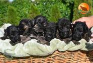 02_Puppoies_LENNOX_LAVINA_BG_BR_SH