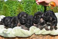 03_Puppoies_LENNOX_LAVINA_BG_BR_SH