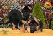 05_Puppoies_LENNOX_LAVINA_GIRLS_BR_SH