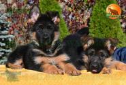 06_Puppoies_LENNOX_LAVINA_GIRLS_BR_SH