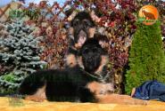 07_Puppoies_LENNOX_LAVINA_GIRLS_BR_SH