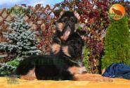 08_Puppoies_LENNOX_LAVINA_GIRLS_BR_SH
