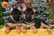 09_Puppoies_LENNOX_LAVINA_GIRLS_BR_SH