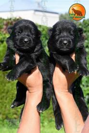 01_Puppoies_LENNOX_ZEBRA_BL_BR_SH