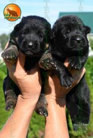02_Puppoies_LENNOX_ZEBRA_BL_BR_SH