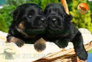 03_Puppoies_LENNOX_ZEBRA_BL_BR_SH