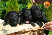04_Puppoies_LENNOX_ZEBRA_BL_BR_SH