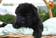 05_Puppoies_LENNOX_ZEBRA_BOY_BL_SH