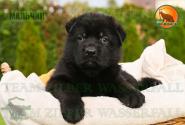 06_Puppoies_LENNOX_ZEBRA_BOY_BL_SH