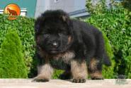 07_Puppoies_LENNOX_ZEBRA_BOY_BR_LH