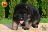 08_Puppoies_LENNOX_ZEBRA_BOY_BR_LH