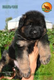 09_Puppoies_LENNOX_ZEBRA_BOY_BR_LH