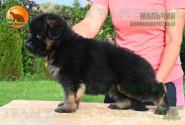10_Puppoies_LENNOX_ZEBRA_BOY_BR_LH