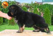11_Puppoies_LENNOX_ZEBRA_BOY_BR_LH