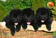 12_Puppoies_LENNOX_ZEBRA_BOY_GIRLS_BL_SH