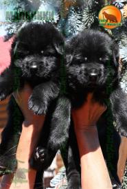 03_Puppies_Tornado_Rapira_BOYS_BL_SH