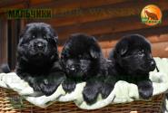 04_Puppies_Tornado_Rapira_BOYS_BL_SH