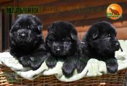 05_Puppies_Tornado_Rapira_BOYS_BL_SH