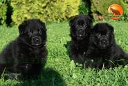 07_Puppies_Tornado_Rapira_BOYS_GIRLS_BL_SH
