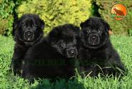08_Puppies_Tornado_Rapira_BOYS_GIRLS_BL_SH