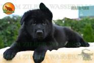 09_Puppies_Tornado_Rapira_BOY_BL_SH