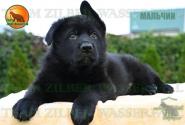 10_Puppies_Tornado_Rapira_BOY_BL_SH