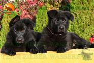 11_Puppies_Tornado_Rapira_BOY_GIRL_BL_SH