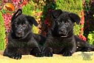12_Puppies_Tornado_Rapira_BOY_GIRL_BL_SH