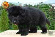12_PuppiesTZW_CHIZKEYK_PROZA_BOY_BL_LH