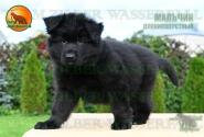 13_PuppiesTZW_CHIZKEYK_PROZA_BOY_BL_LH