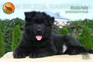 14_PuppiesTZW_CHIZKEYK_PROZA_BOY_BL_LH
